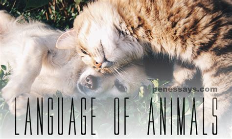 Image result for Language Master Animals