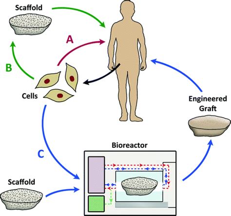 Image result for Tissue Engineering Bioreactor