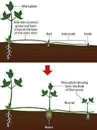 during vegetative propagation, offspring grow from parts of parent ...