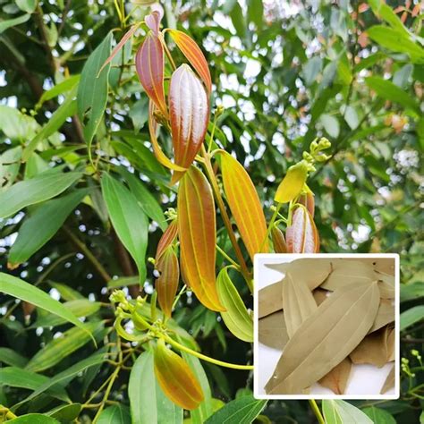 Plantvilla Tej Patta Plant (Indian Bay Leaf) Cinnamomum Tamala (1.5-2 ...