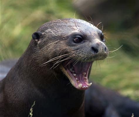 River Otter Vs Sea Otter