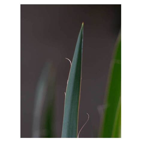 Yucca filamentosa | Seeding