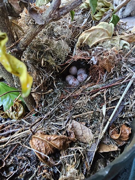 Will someone versed in Bird Law tell me if I can evict these squatters ...