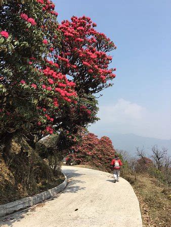 Sandakphu (Singalila National Park) - 2019 What to Know Before You Go ...