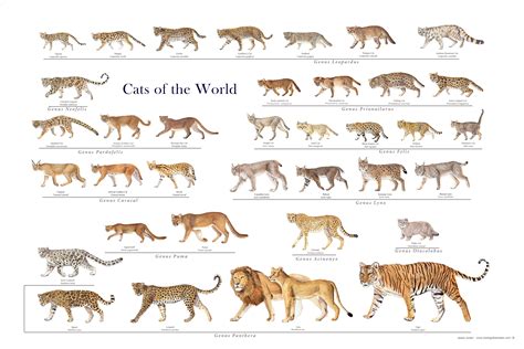 Cat Size Chart By Breed at Oliver Silas blog