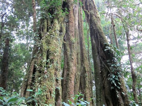 GUIDES OF MONTEVERDE (2025) All You Need to Know BEFORE You Go (with ...