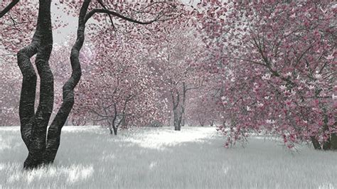 Image result for Nature Motion Graphics