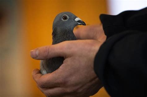 'New Kim', The Female Homing Pigeon, Sells For Record 1.6 Million Euros