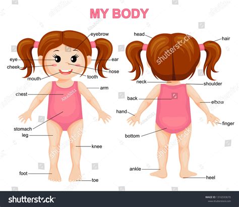 My Body Cute Cartoon Girl Body: เวกเตอร์สต็อก (ปลอดค่าลิขสิทธิ์) 1316593670