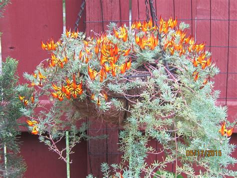 Rare Fire Lotus Vine - mygardenchannel
