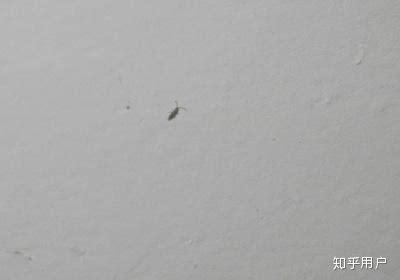家里的墙壁上出现很多小虫子，如图，是什么虫？如何消除？ - 知乎