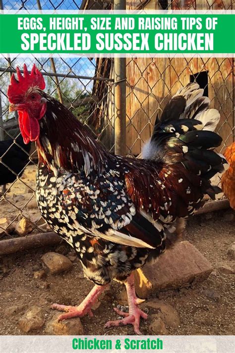 Speckled Sussex: Eggs, Height, Size and Raising Tips