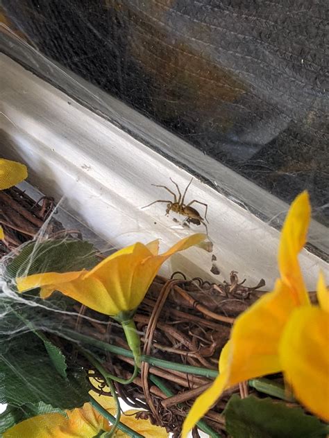 I know it's an arachnid. should I just toss the wreath, or it the spider beneficial? : r ...