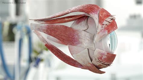 3D Eye Anatomy Cross-Section Right | 3D Molier International