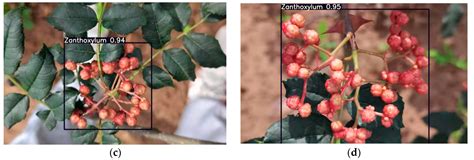 A Real-Time Zanthoxylum Target Detection Method for an Intelligent ...
