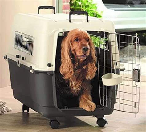 Buy IATA Approved 48-Inch Airline Dog Crate for Large Dogs Online ...