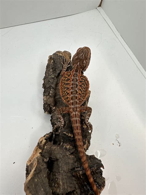 Spanish Red Central Bearded Dragon by Top Notch Exotics - MorphMarket