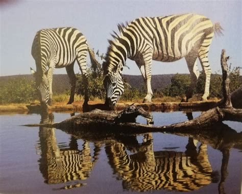 Genus Of Zebras Crossword Clue