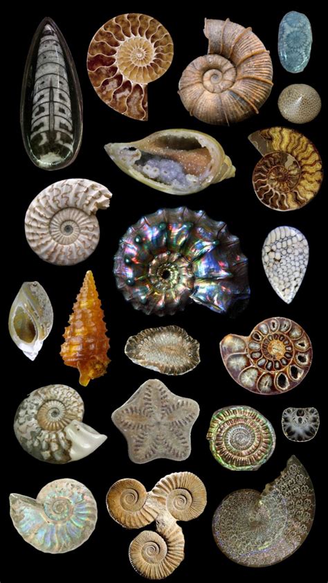 #fossils #ammonite #fossil | Fossil art, Rocks and fossils, Patterns in ...