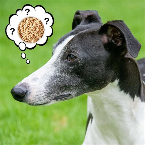 Can Dogs Eat Cheerios? What You Need To Know