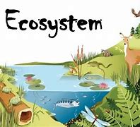 ecosystems 的图像结果
