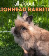 Image result for LionHead Bunny