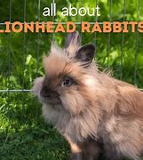 Image result for Lionhead Bunny Rabbit