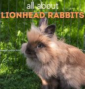 Image result for Lion Head Bunny Rabbit