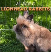 Image result for Lionhead Bunny One Main