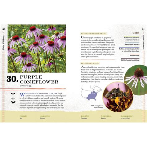 Where Bees Thrive: A Guide To The Natural Habitat Of Bees