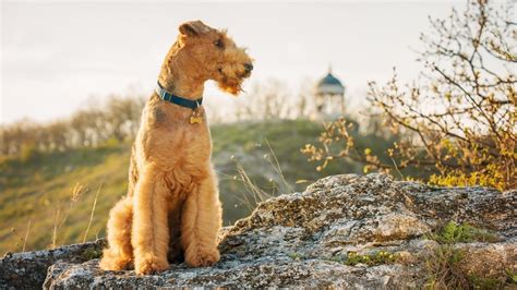 Irish Dogs - Characteristics of Famous Irish Dog Breeds - Petworlddirect