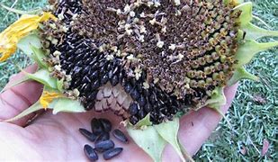 Image result for Harvesting Seeds from Flowers
