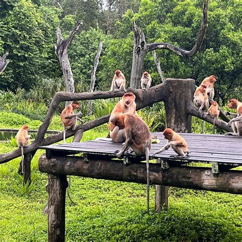 LABUK BAY PROBOSCIS MONKEY SANCTUARY - All You Need to Know BEFORE You ...