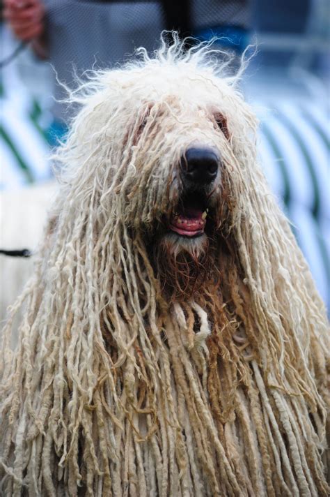 Dogs With Dreadlocks | The Smart Dog Guide