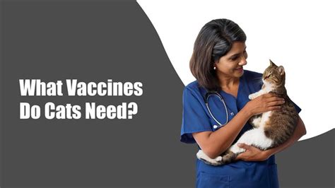 Cat Vaccines in India: Complete Kitten & Adult Cat Guide | Zigly