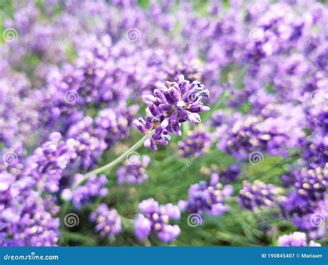 English Lavender, Lavandula Angustifolia. Beautiful Lavender Background ...