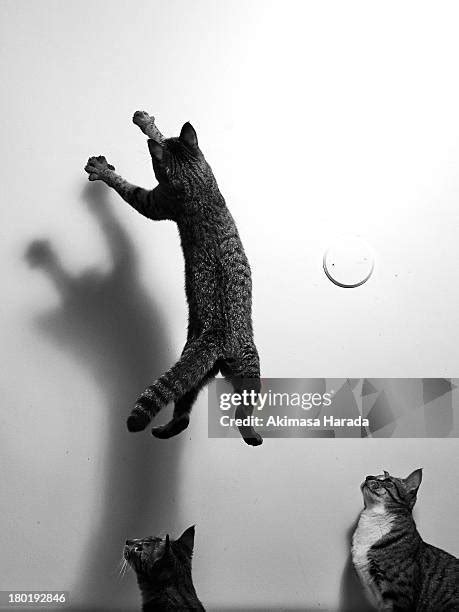 Image result for No Code Development
