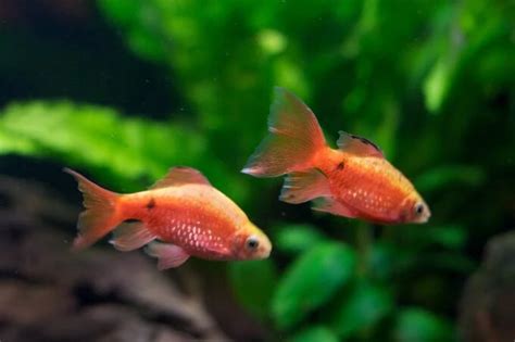 Image result for Fish in Turtle Python