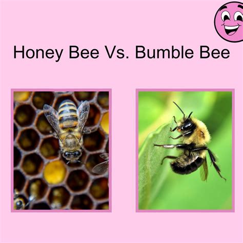 🐝 Honey Bee Vs. Bumble Bee 🐝 Honey bees and bumble bees are crucial ...