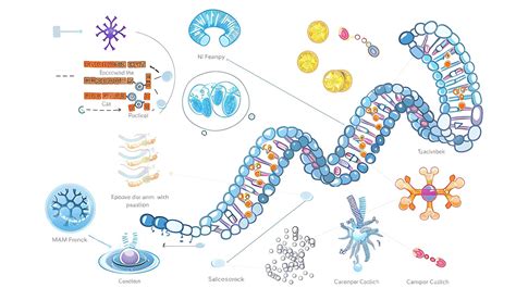 Image result for Protein Synthesis Process Steps