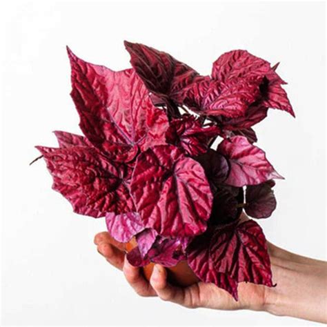 Rex Begonia Red Live Plant – veliyathgardens