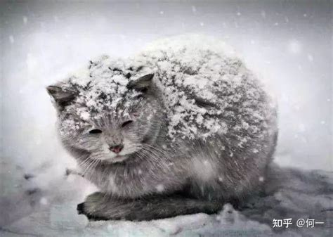 冬天快要到了，有什么办法可以帮助流浪猫渡过冬天? - 知乎