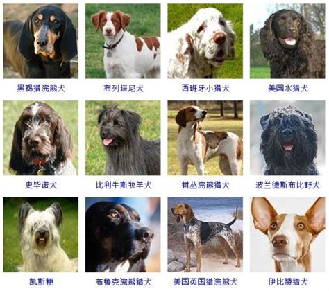 72种名犬,十大名犬名称及图片,世界名犬介绍及图片_大山谷图库