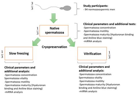 Effects of Slow Freezing and Vitrification of Human Semen on Post-Thaw ...