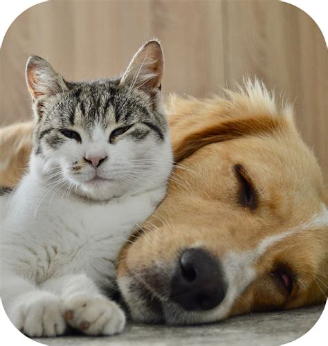 Pay With Cherry | Petroglyph Animal Hospital