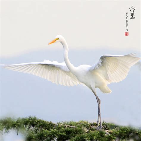 阜新细河——白鹭 - 中国自然保护区生物标本资源共享平台