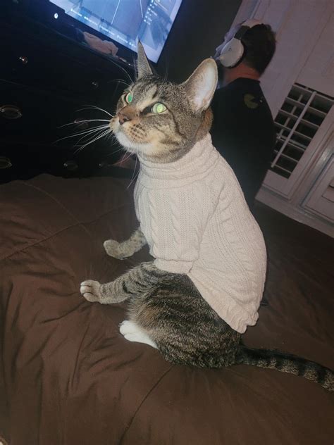 My cat looks like he has a 630 credit score : r/cats
