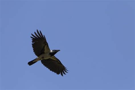 Image result for Crow Fly