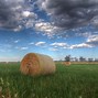 Image result for hay
