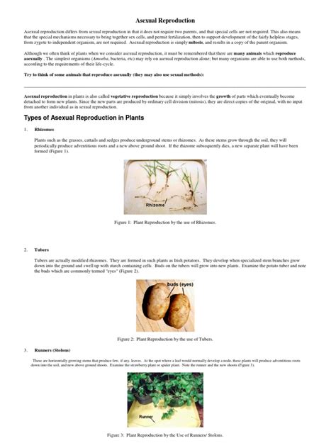Advantages and Disadvantages of Asexual Reproduction | PDF | Plant Reproduction | Sexual ...